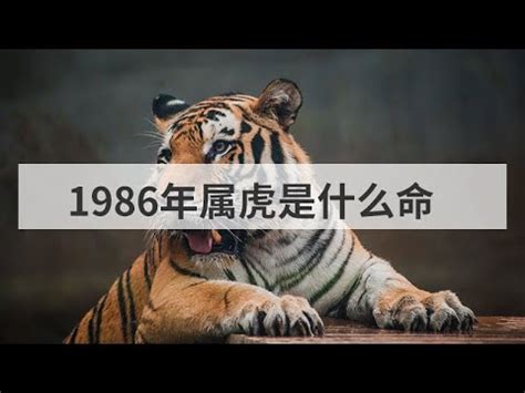 爐中火命虎|【爐中火命虎】1986年爐中火命屬虎命理大公開！富貴由天定？